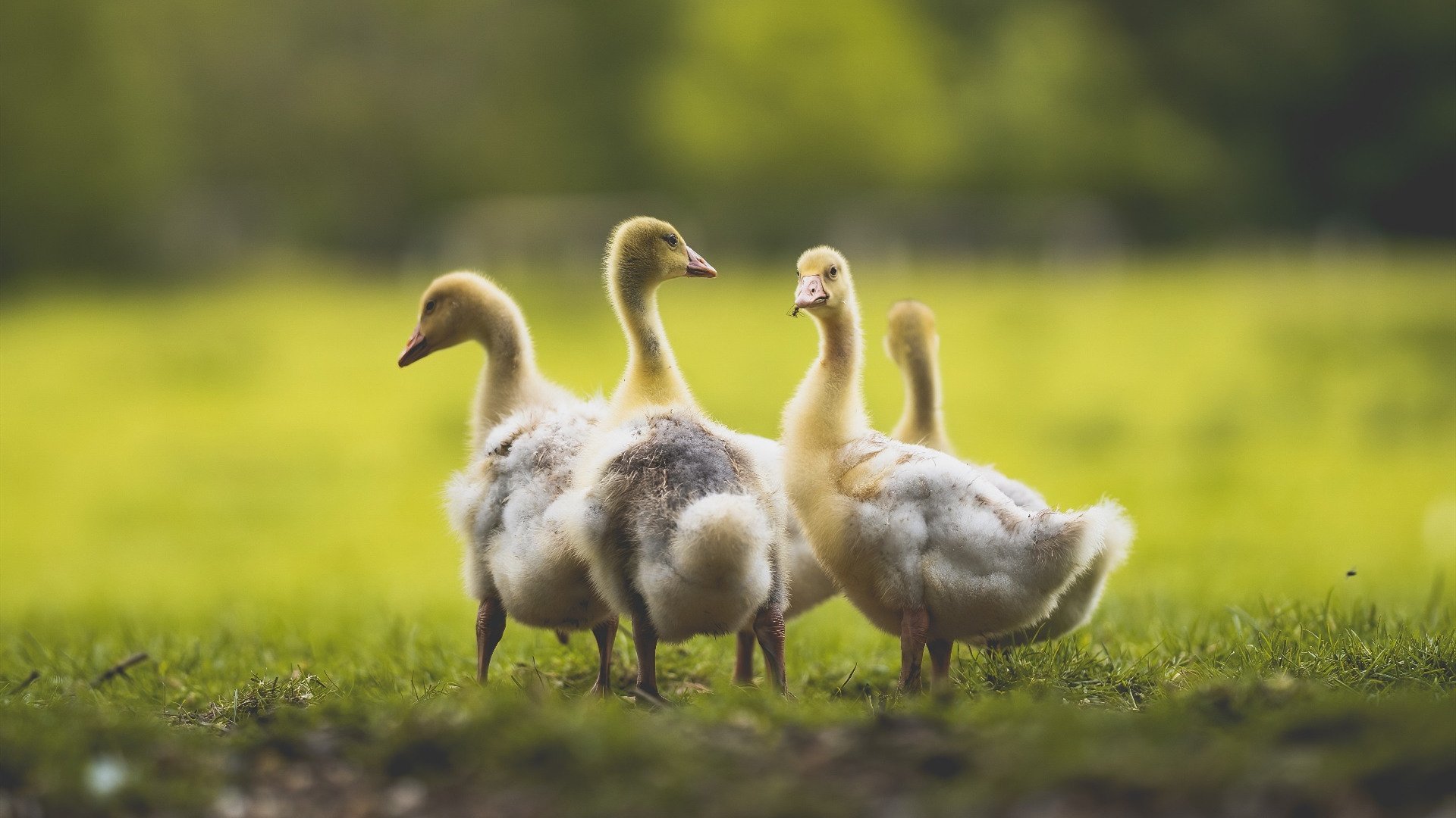从悬崖边到奇迹之夜，若日尼奥如何用99次传球导演那不勒斯的史诗翻盘