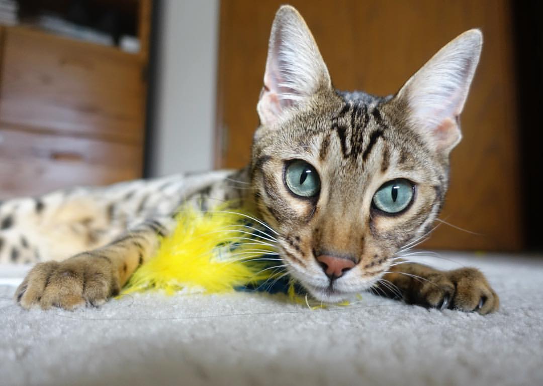 鹰步之争，X因素引爆全场