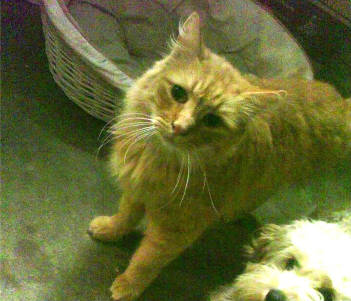 当非洲尘埃卷起金箔风暴，姆巴佩与尼日利亚式的翻盘启示