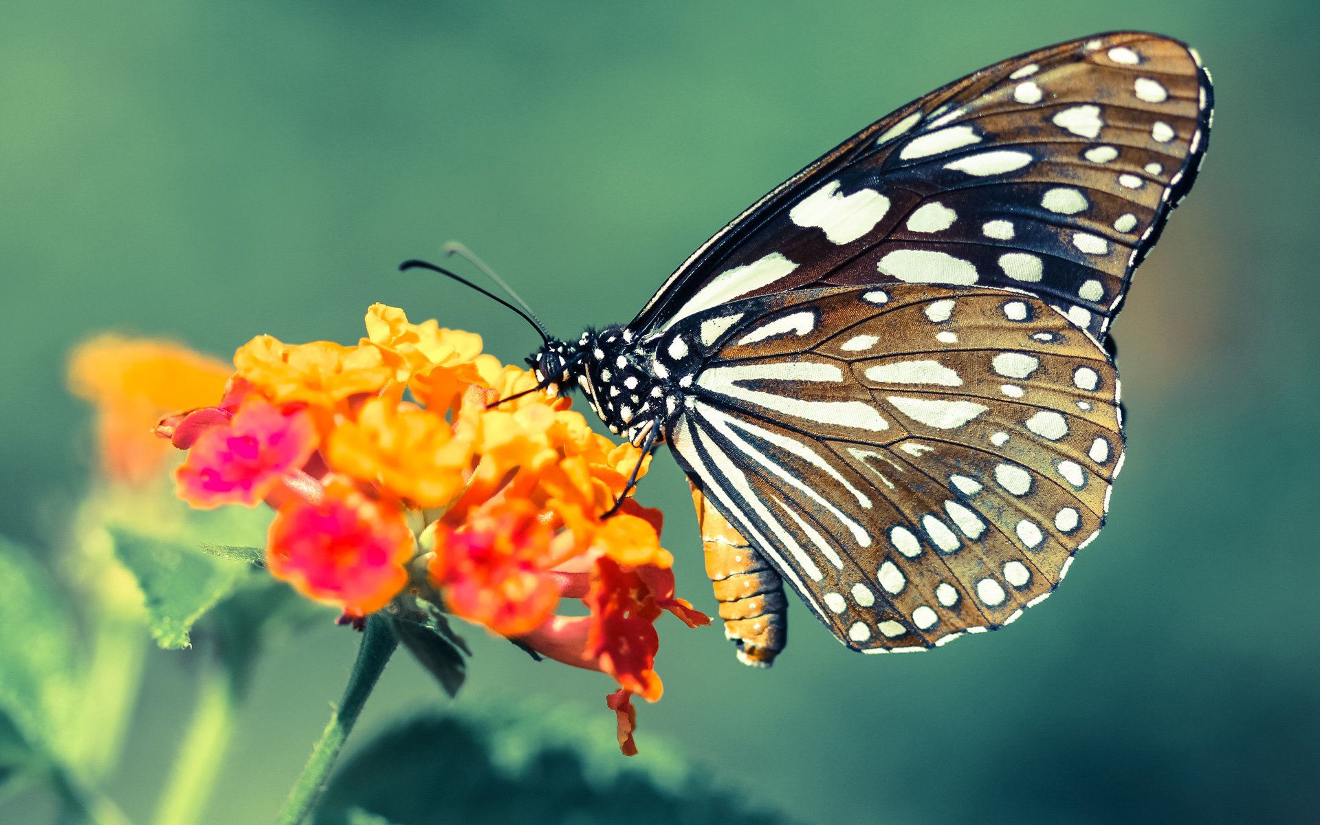 当钢铁长城被一束光刺穿，卡拉斯科的里程碑之夜