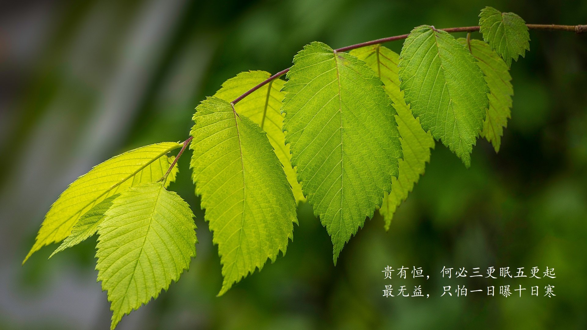 巴雷拉一剑封喉,澳大利亚力克伊拉克—2026世界杯上演最燃强强对话